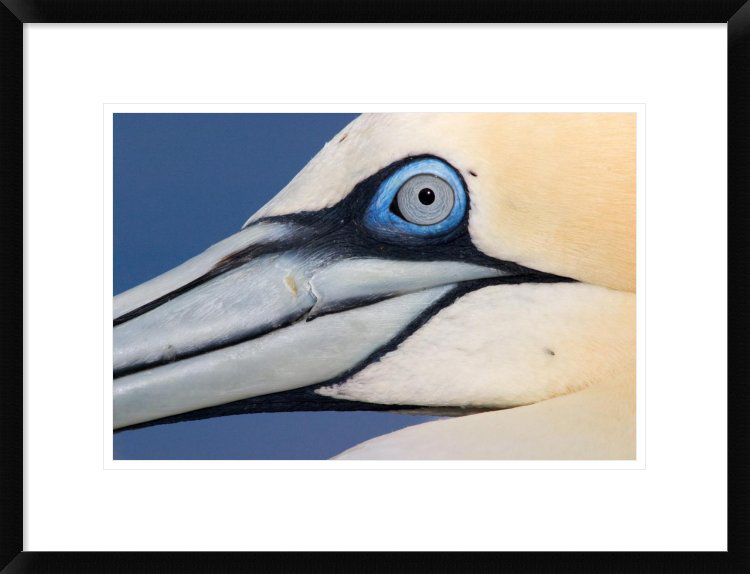 Global Gallery 'Northern Profile, Saltee Islands, Ireland